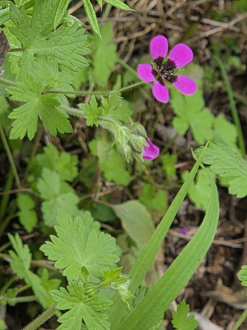 Geranium brevipes photo 2