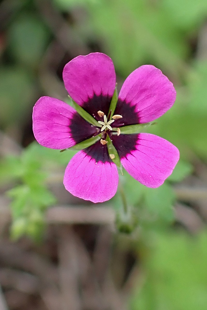 Geranium brevipes photo 3