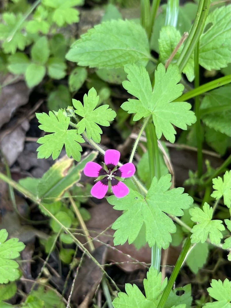 Geranium brevipes photo 4