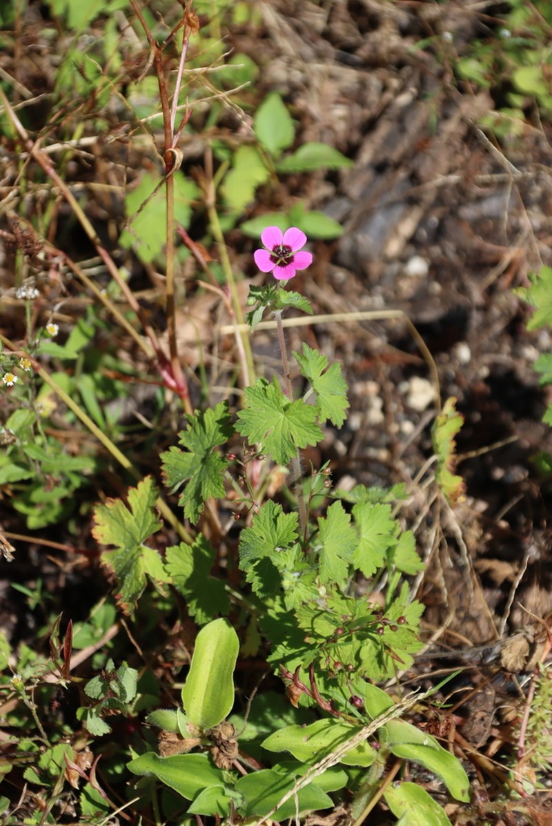 Geranium brevipes photo 5