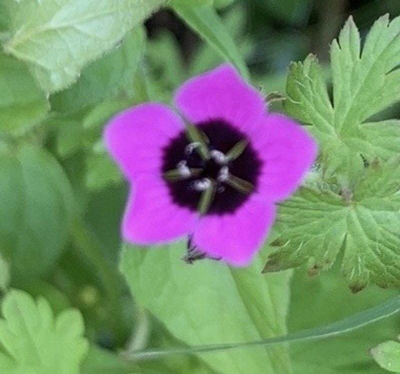 Geranium brevipes photo 6