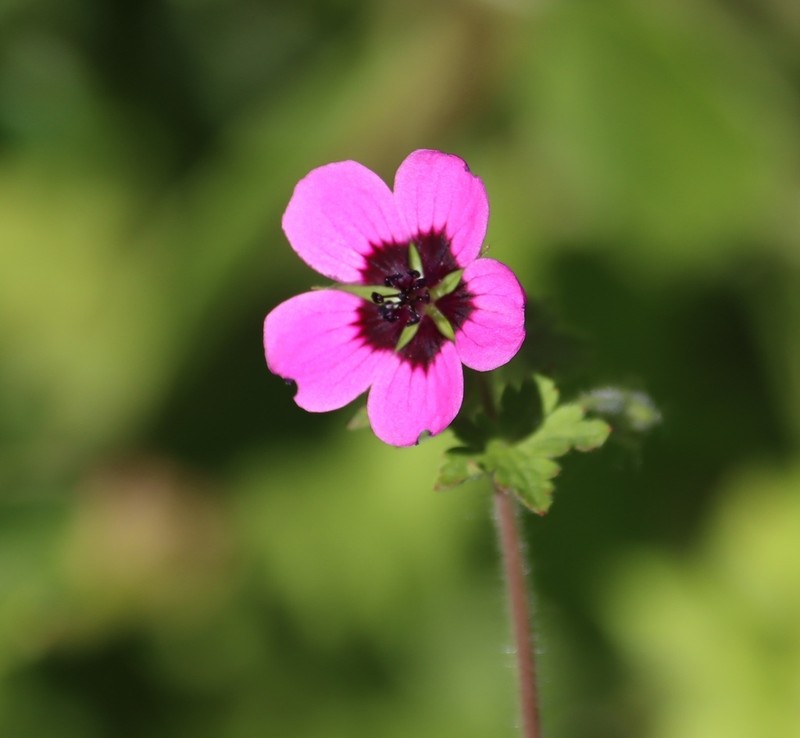 Geranium brevipes photo 7