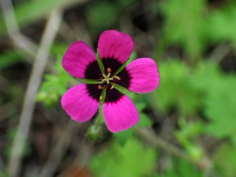Geranium brevipes photo 8