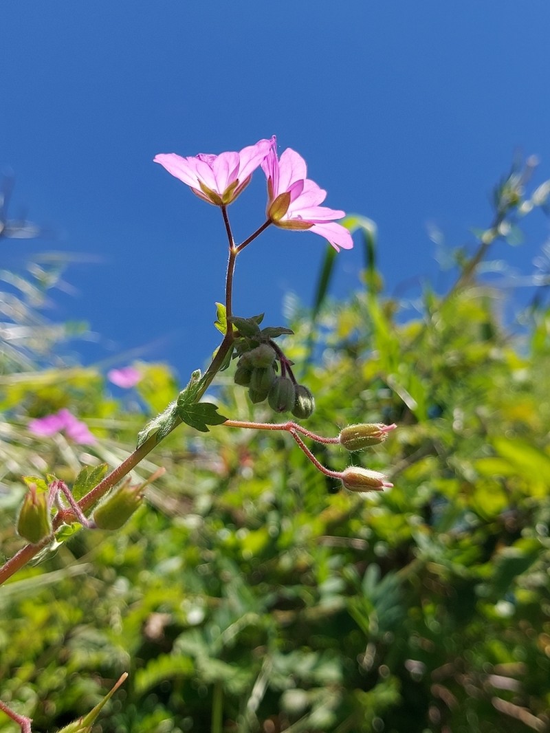 Geranium brutium