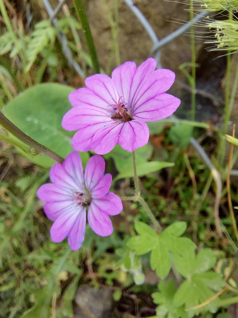 Geranium brutium photo 2