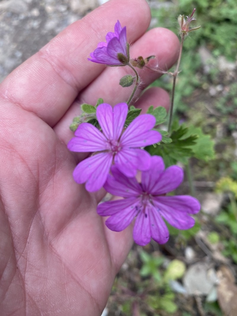 Geranium brutium photo 4
