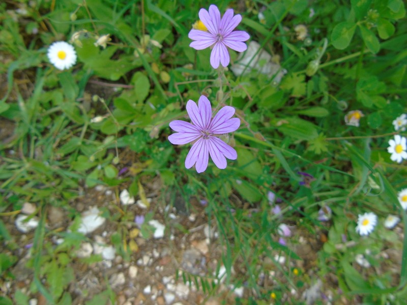 Geranium brutium photo 5