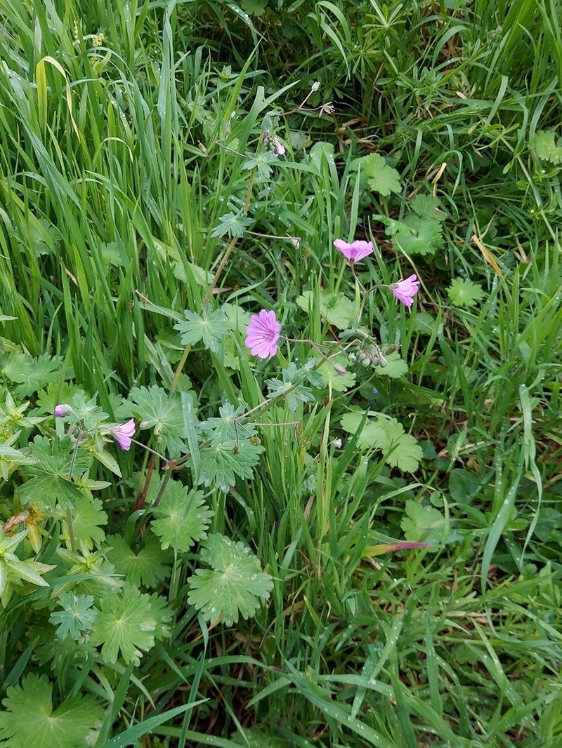 Geranium brutium photo 6