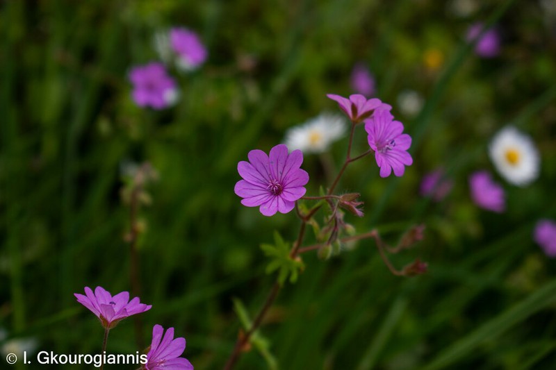 Geranium brutium photo 7
