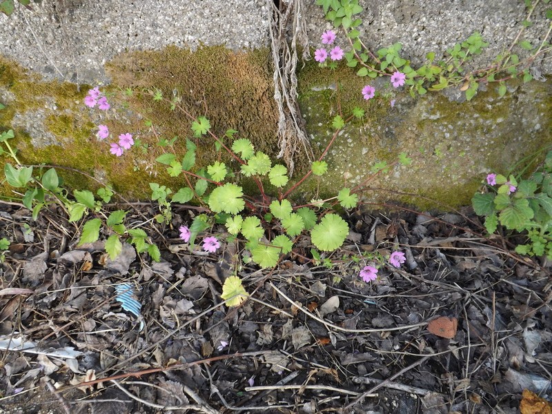 Geranium brutium photo 8