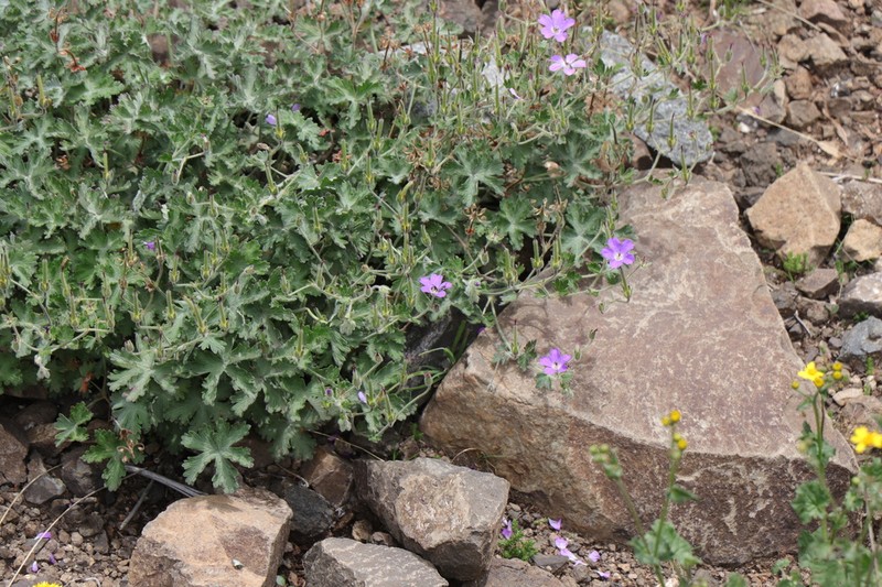 Geranium brycei photo 2