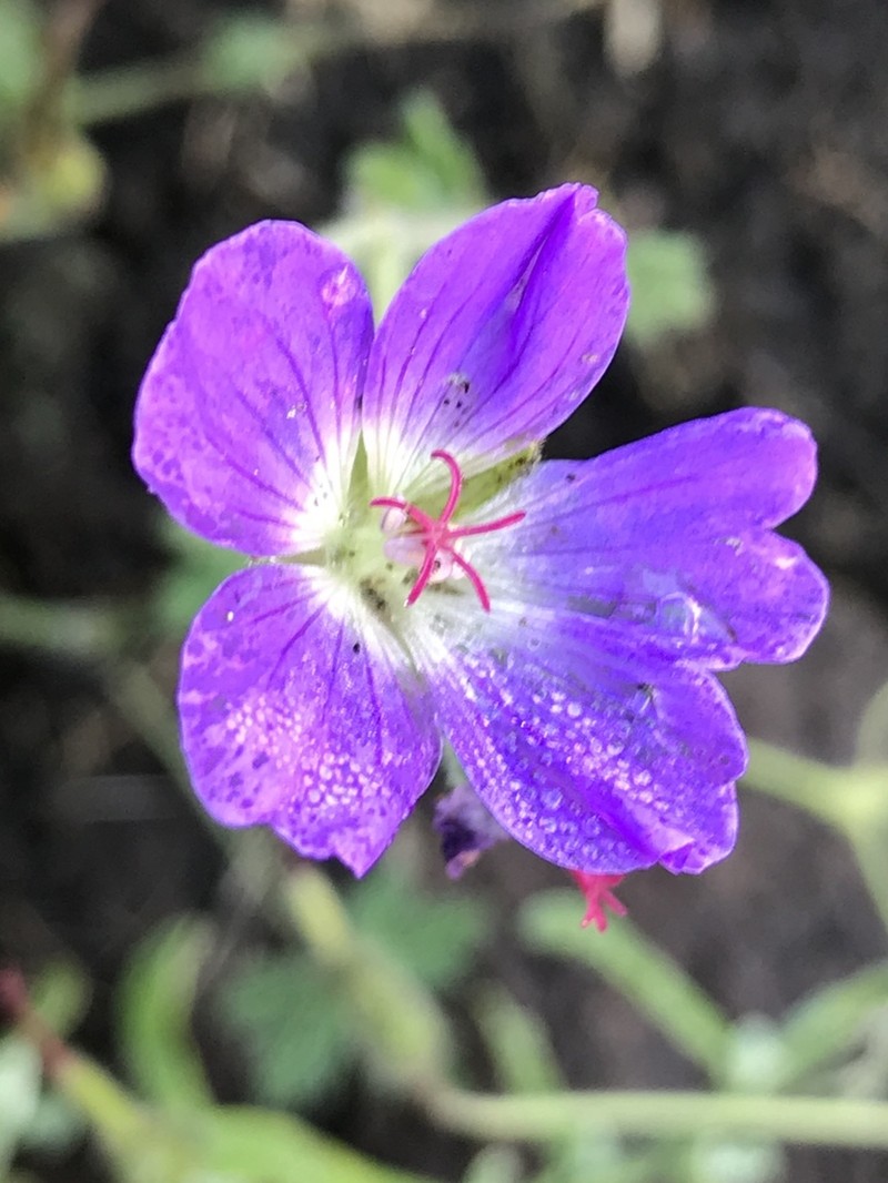 Geranium brycei photo 3