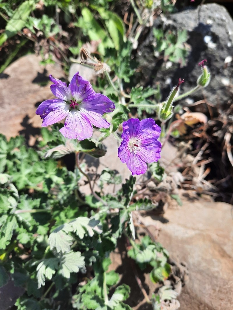 Geranium brycei photo 4