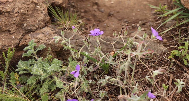 Geranium brycei photo 5
