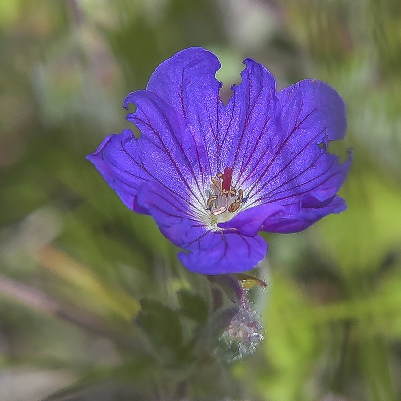 Geranium brycei photo 6