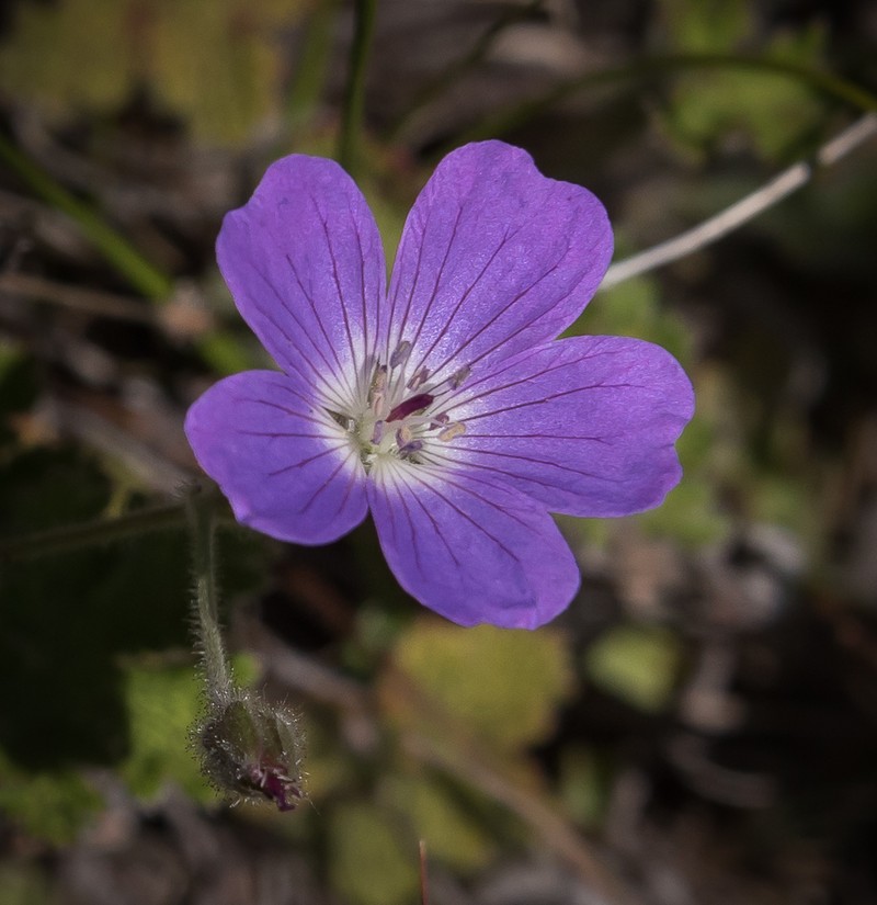 Geranium brycei photo 7