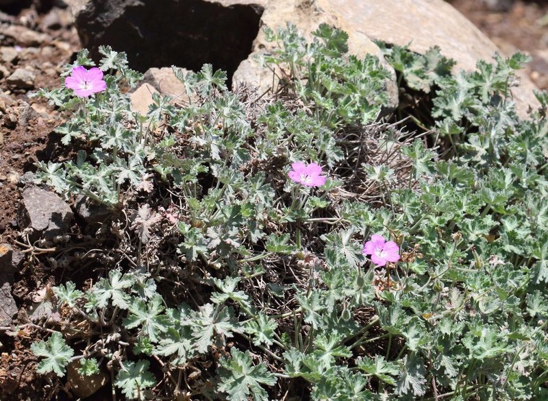 Geranium brycei photo 8