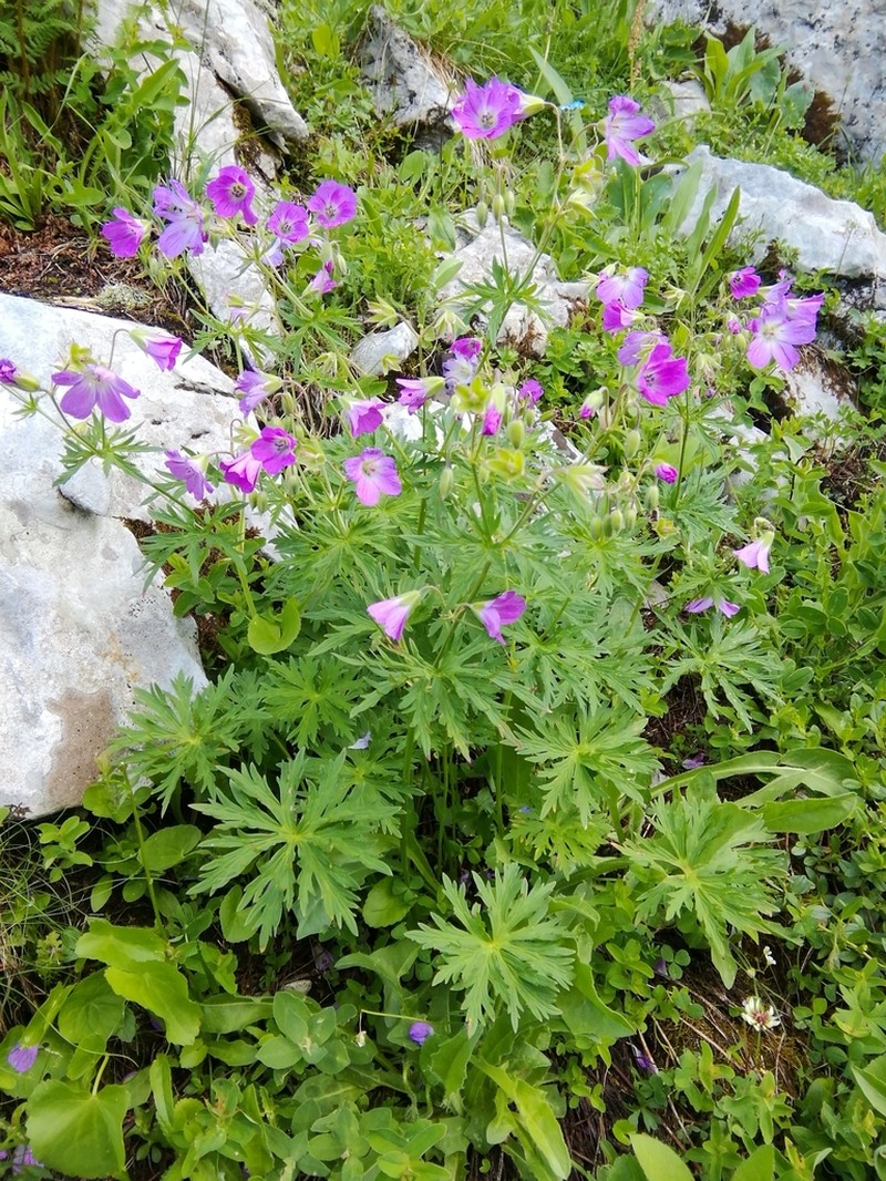 Geranium caeruleatum