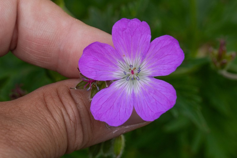 Geranium caeruleatum photo 2