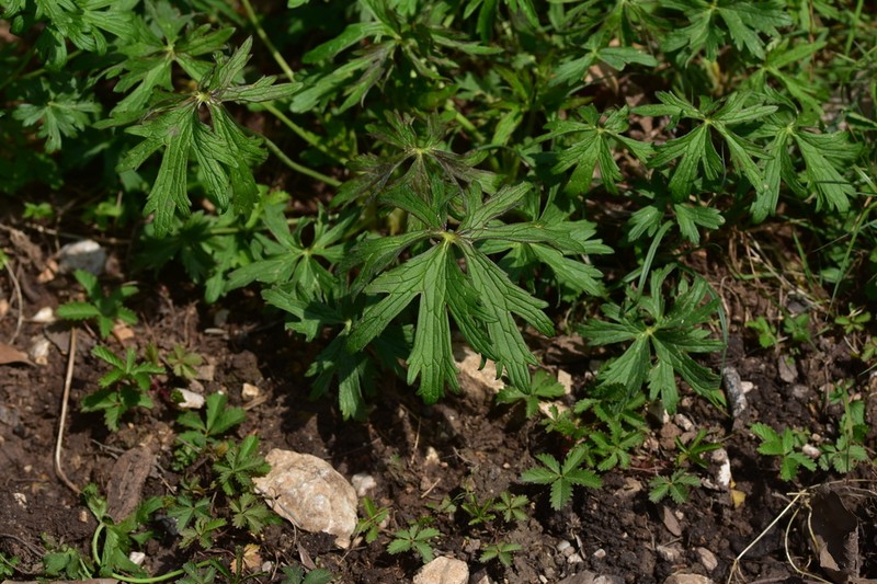 Geranium caeruleatum photo 3