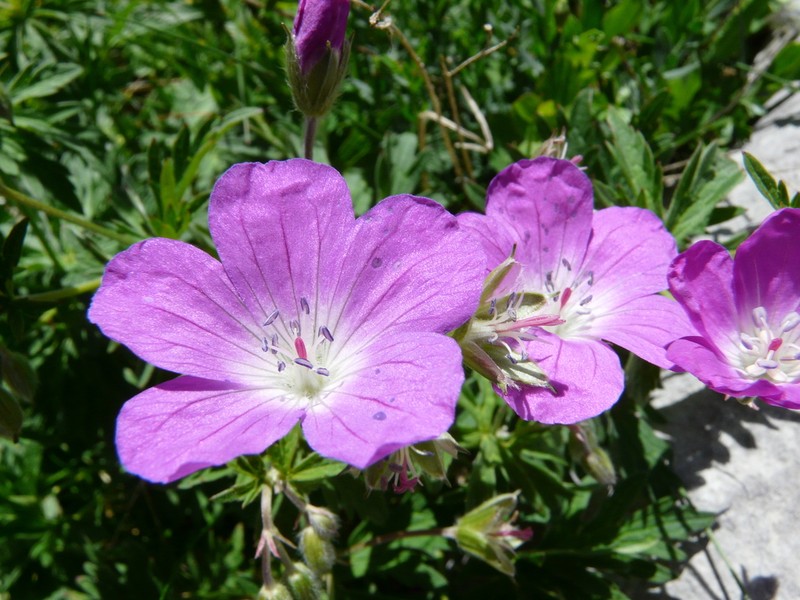 Geranium caeruleatum photo 4