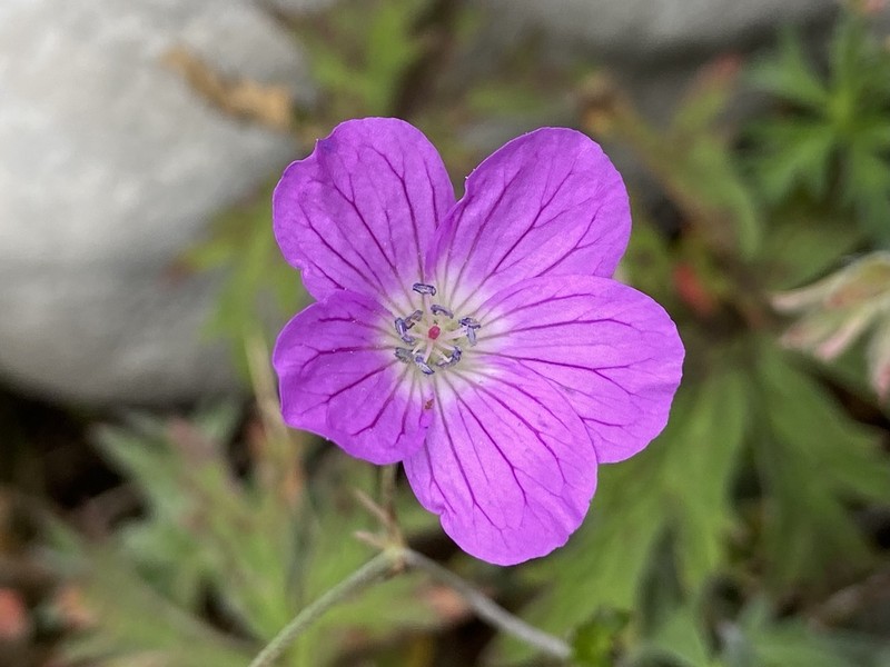 Geranium caeruleatum photo 5