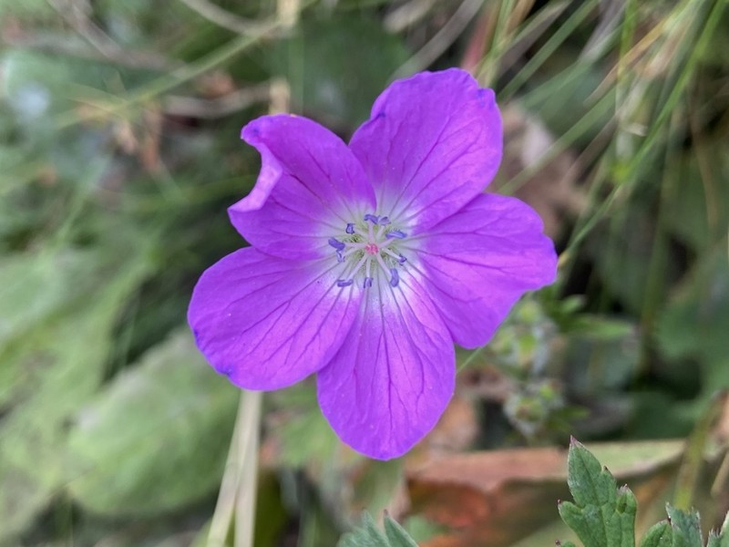Geranium caeruleatum photo 6
