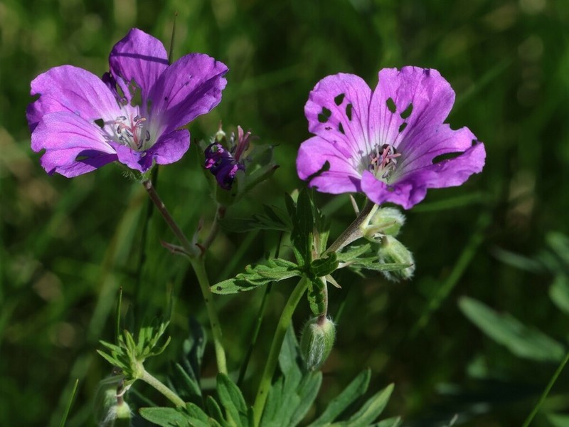 Geranium caeruleatum photo 7