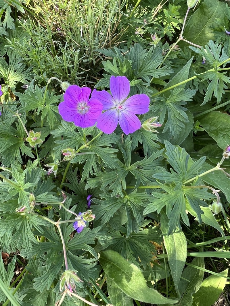 Geranium caeruleatum photo 8