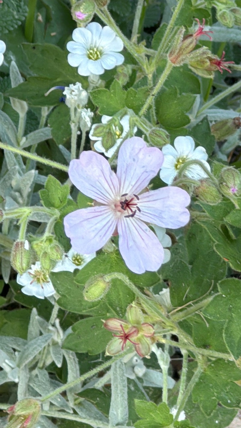 Western Purple Cranesbill