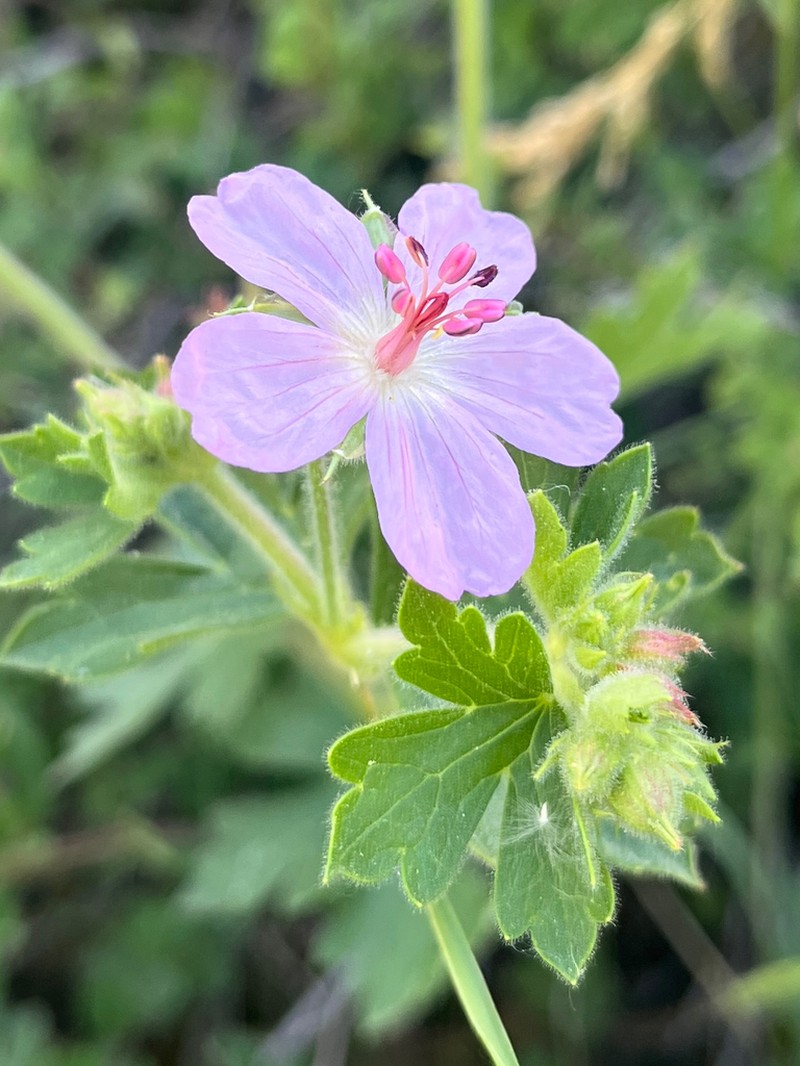 Western Purple Cranesbill photo 2