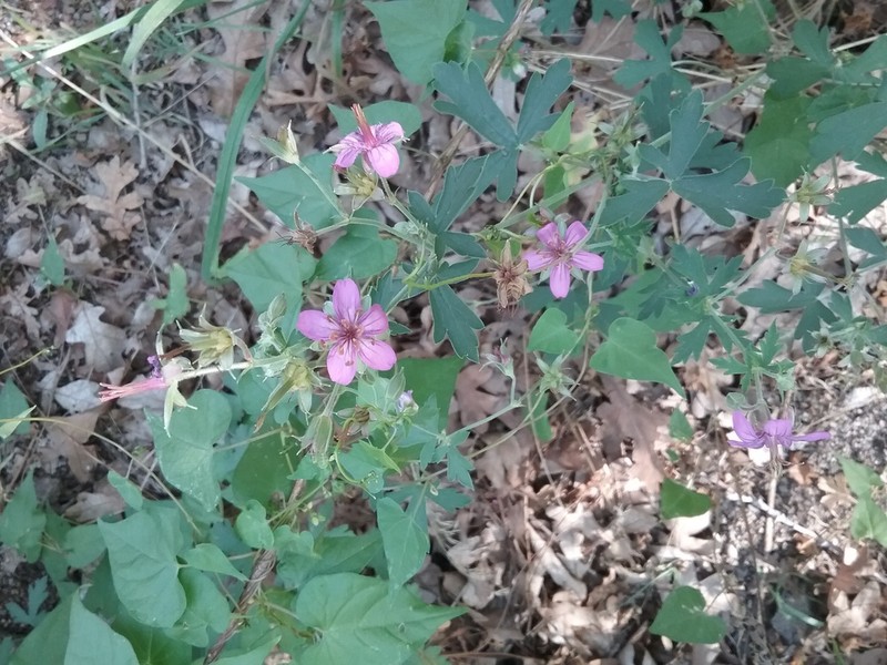 Western Purple Cranesbill photo 4