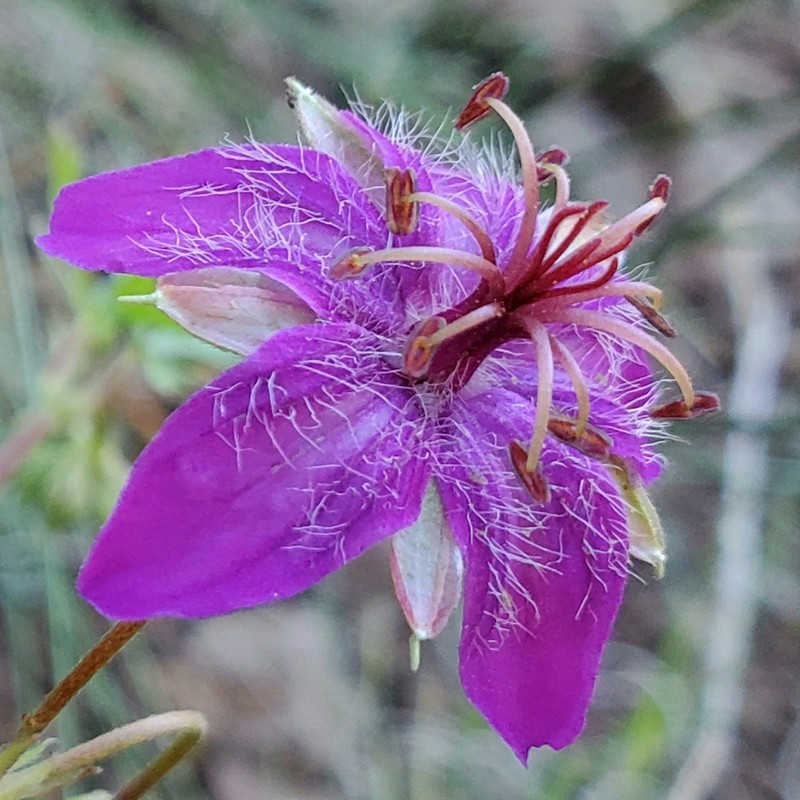 Western Purple Cranesbill photo 5