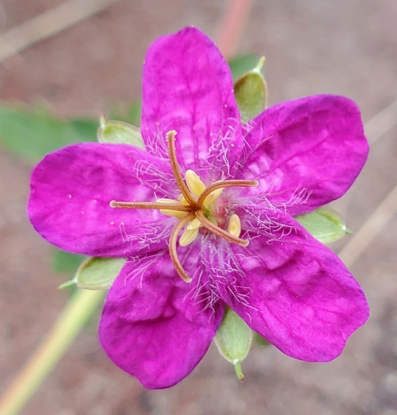 Western Purple Cranesbill photo 7