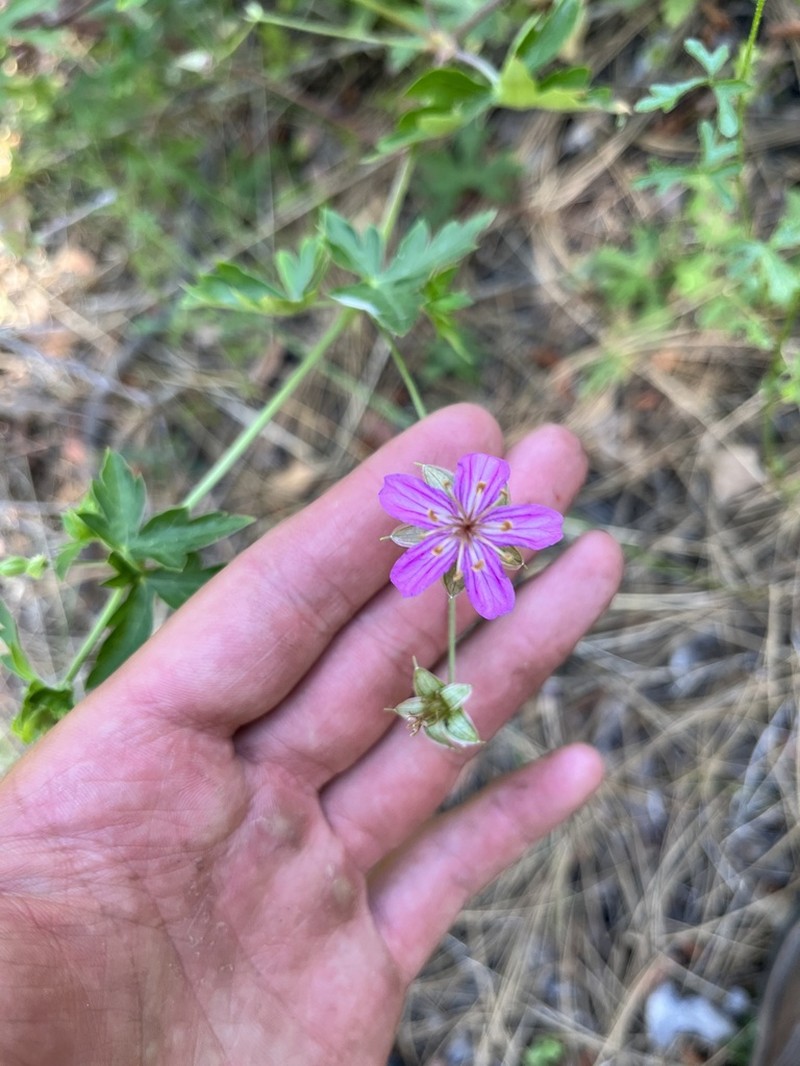 Pineywoods Geranium photo 3