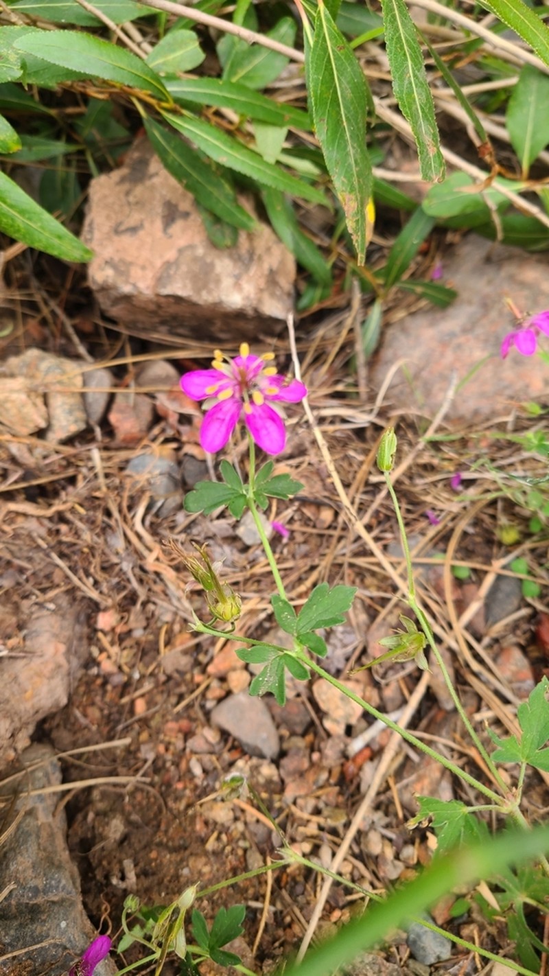 Pineywoods Geranium photo 6