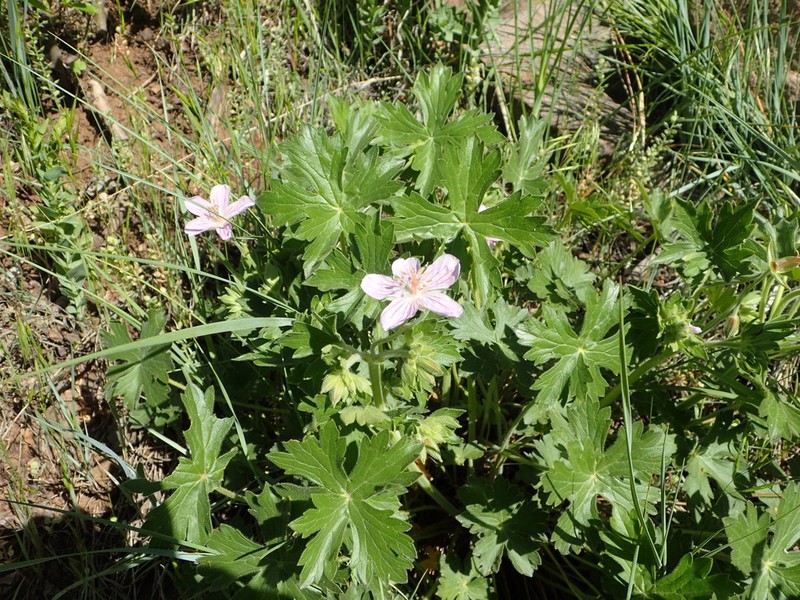 Pineywoods Geranium photo 8