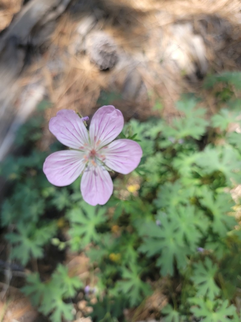 California Cranesbill