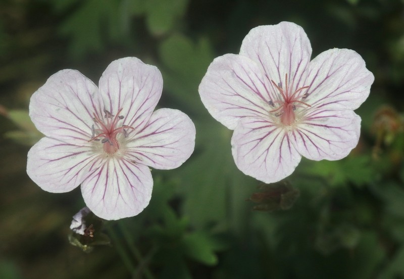 California Cranesbill photo 2