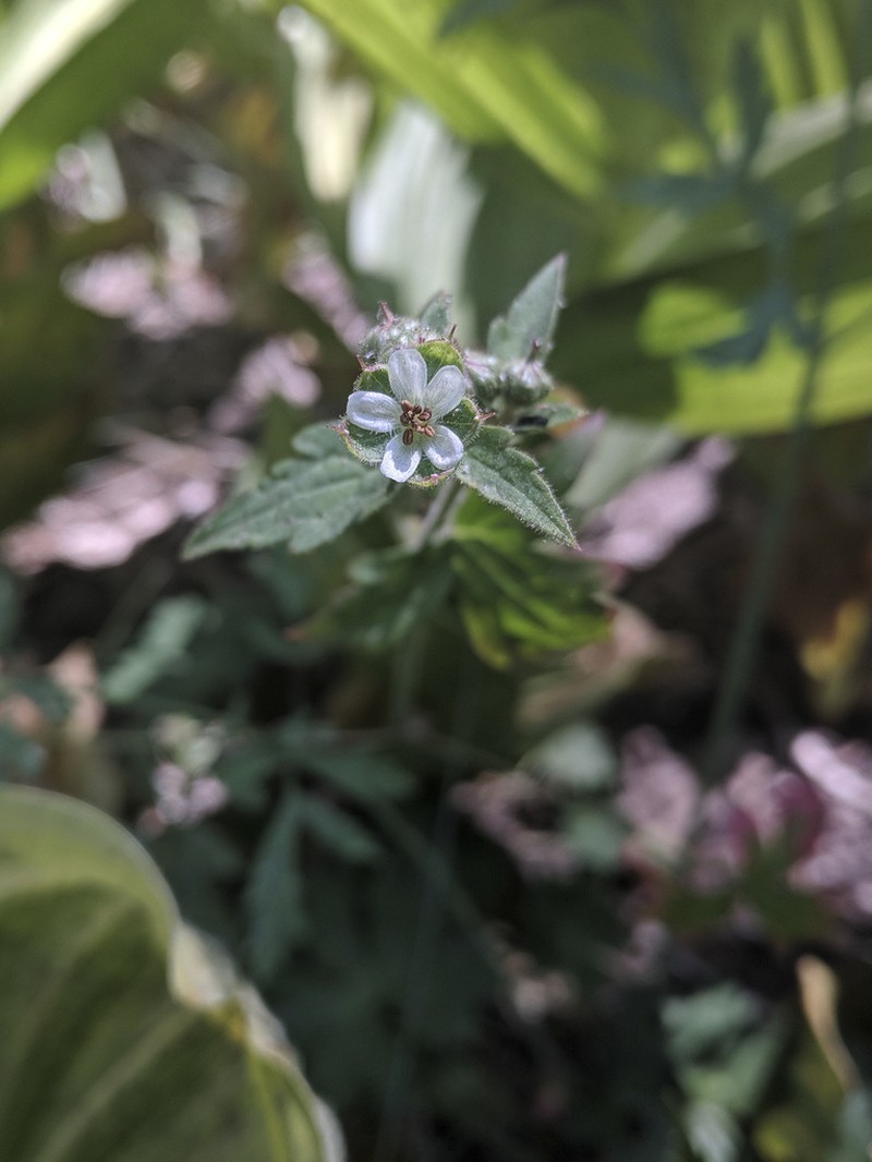 California Cranesbill photo 3