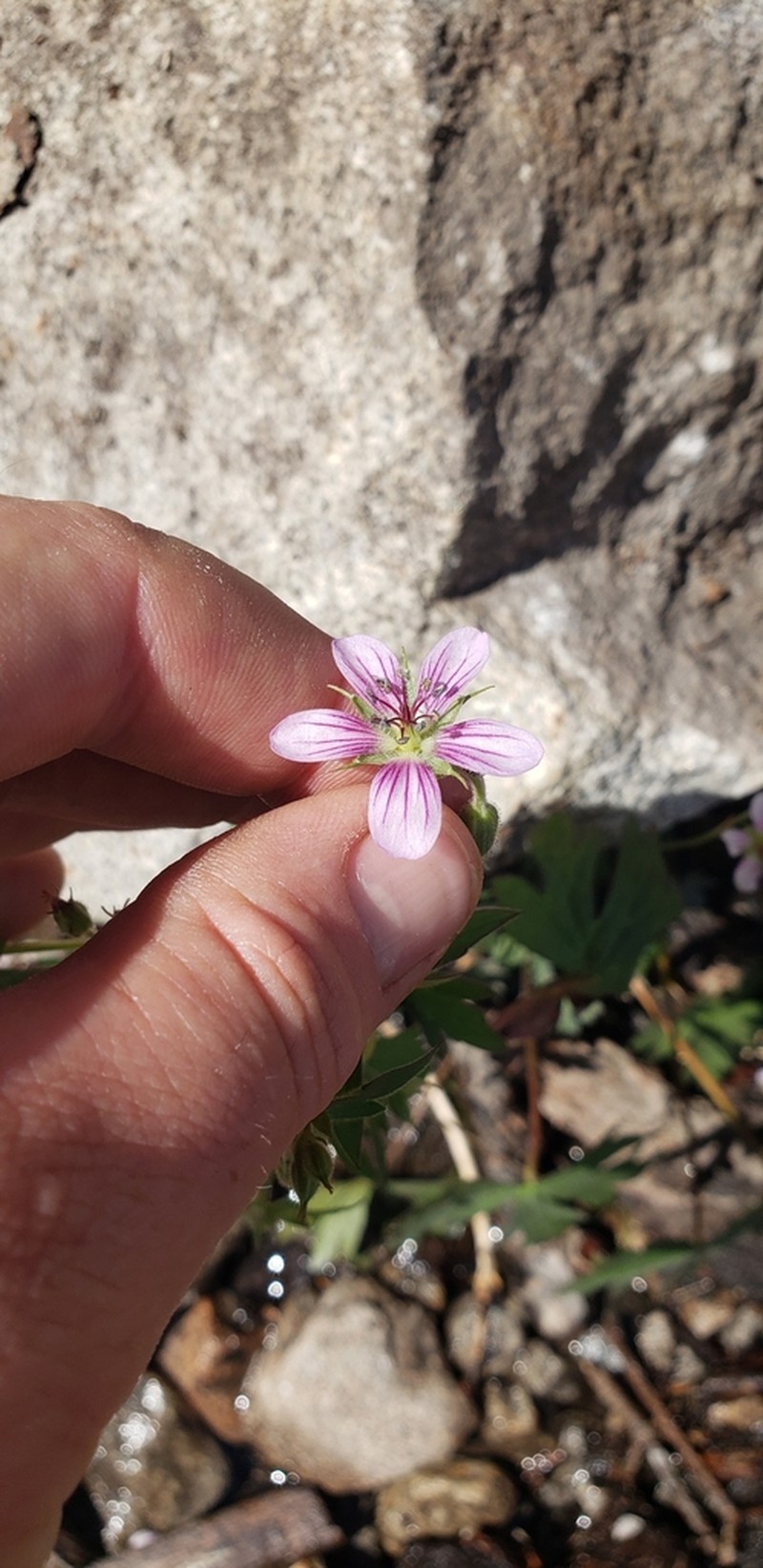 California Cranesbill photo 4