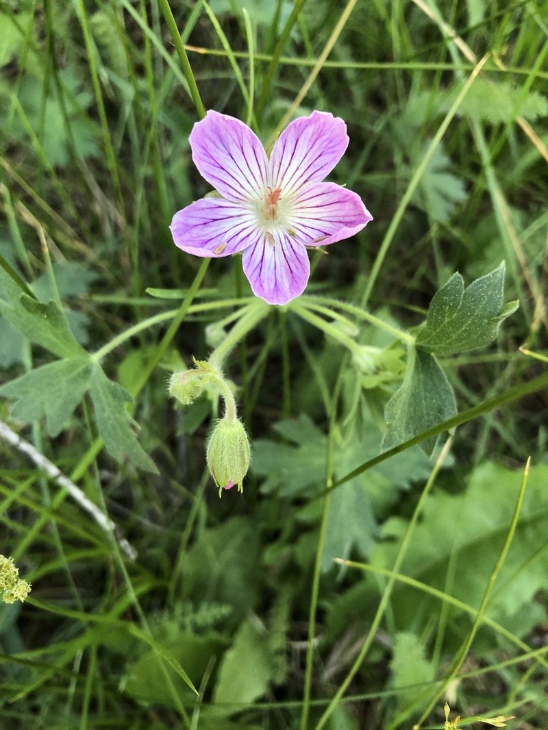 California Cranesbill photo 5