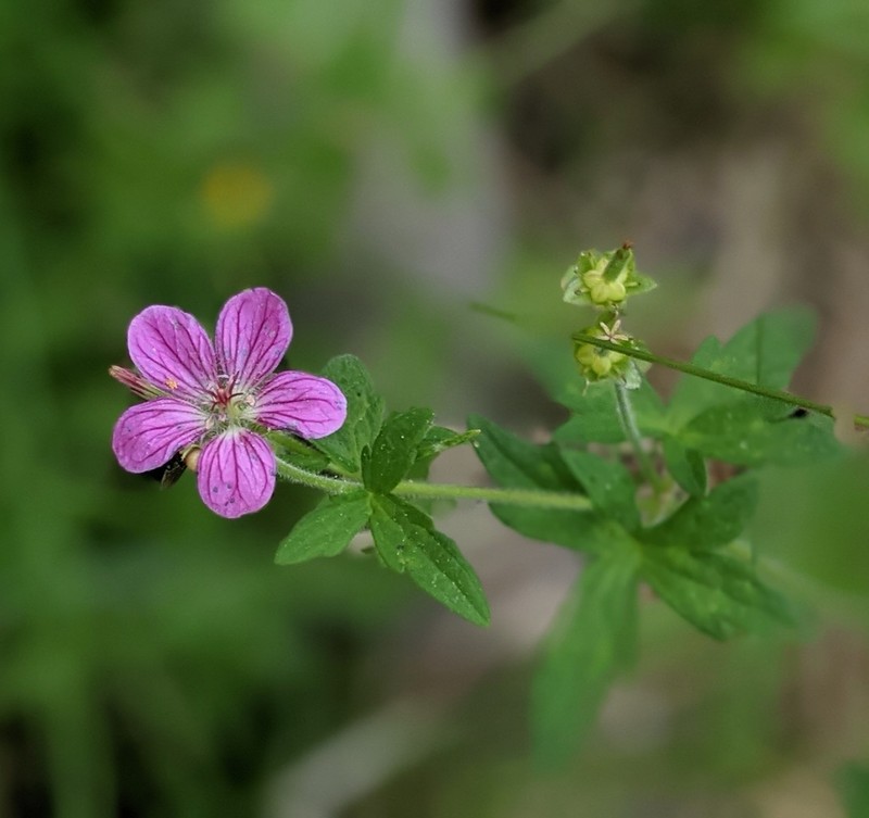 California Cranesbill photo 6
