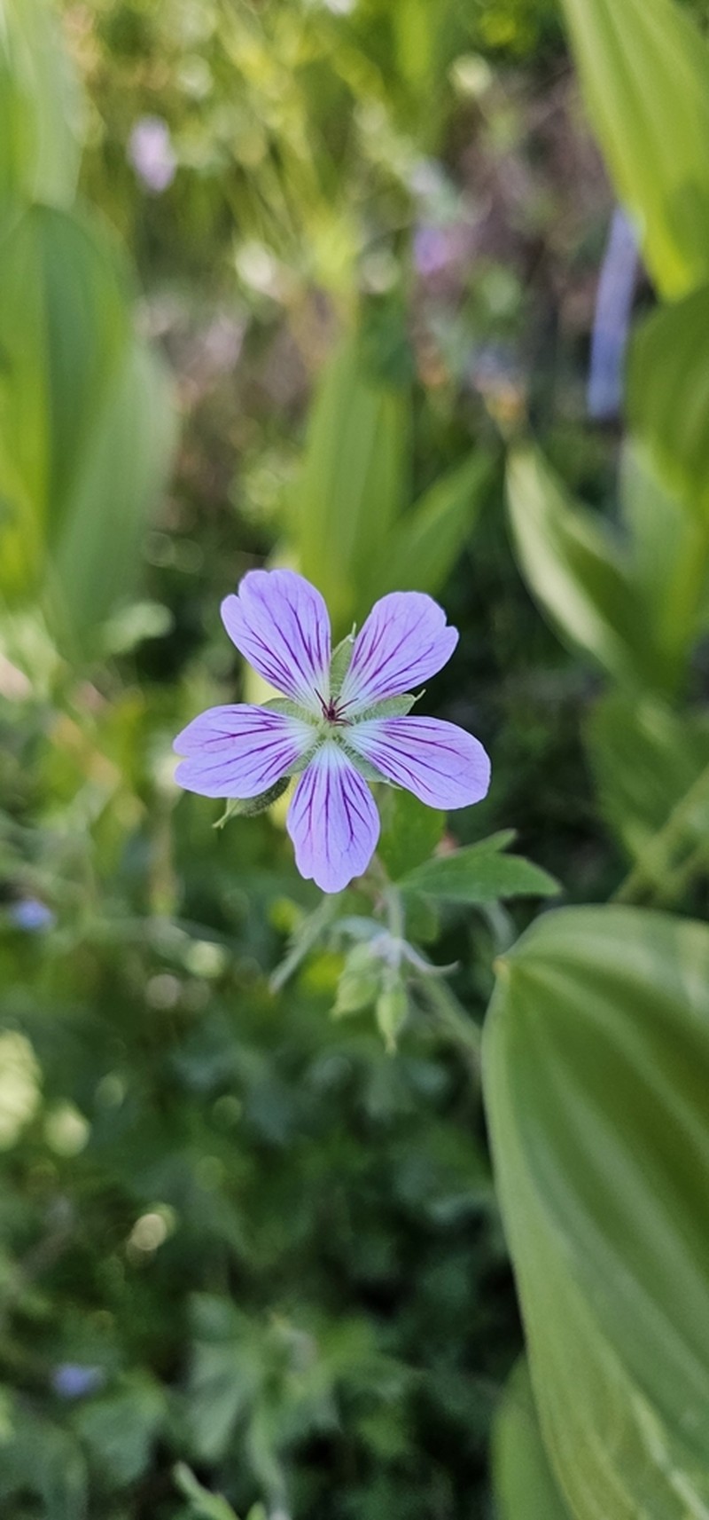 California Cranesbill photo 7