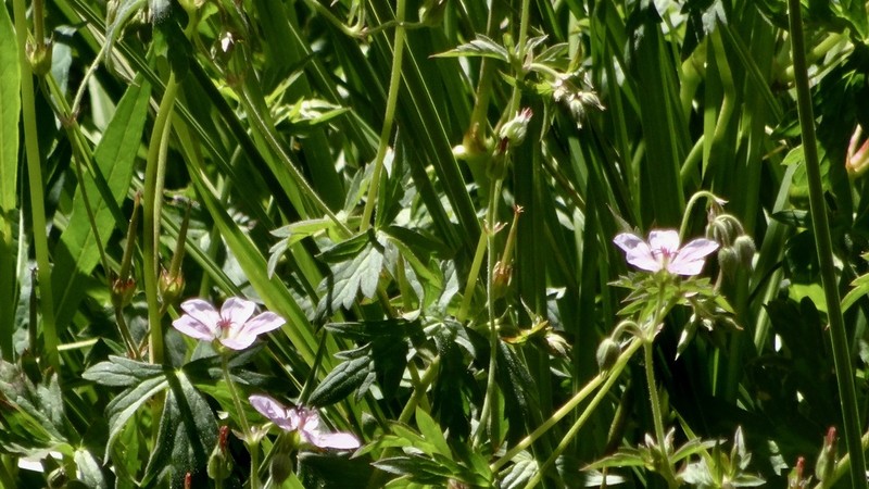 California Cranesbill photo 8
