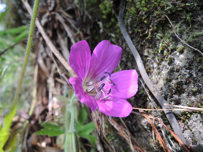 Geranium campanulatum