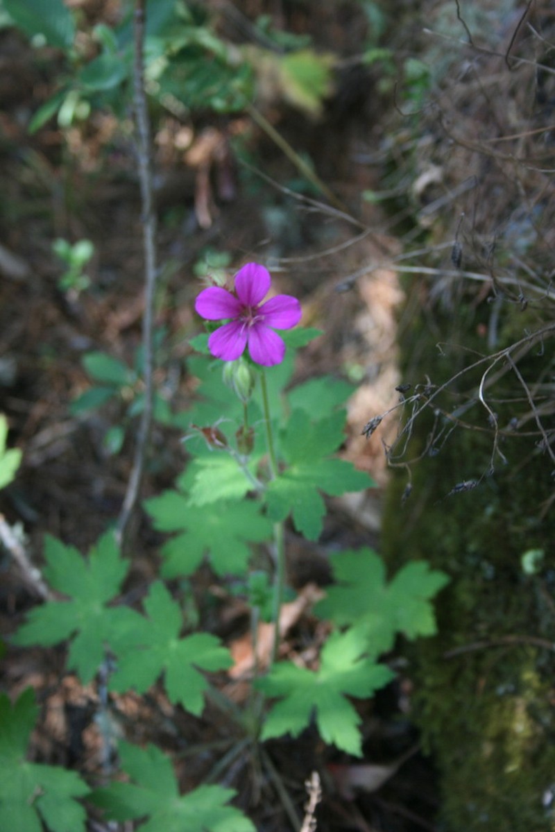 Geranium campanulatum photo 2