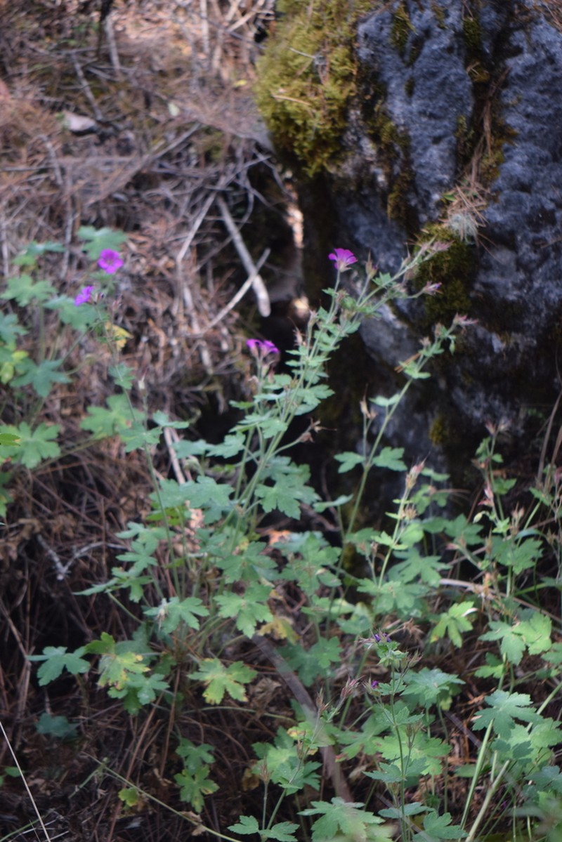 Geranium campanulatum photo 3