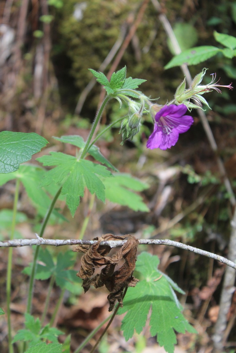 Geranium campanulatum photo 4