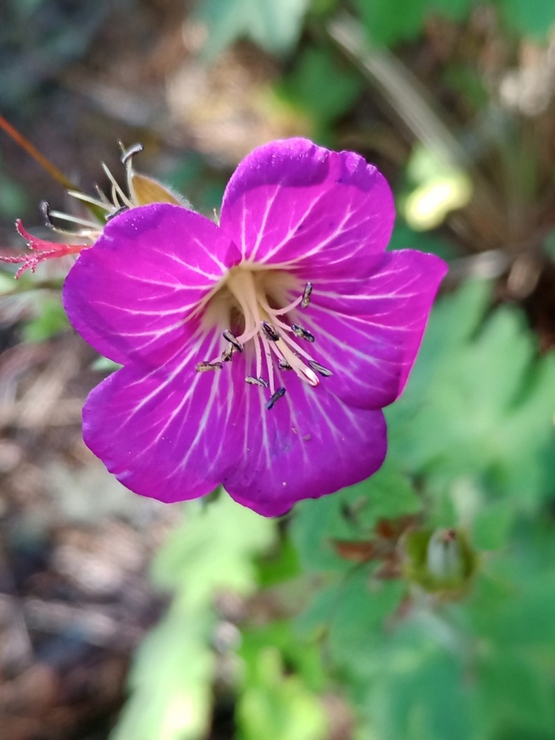 Geranium campanulatum photo 5